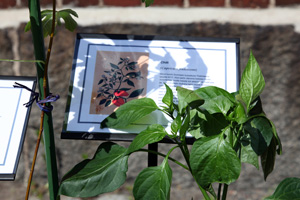 Detail of Garden of the Undocumented