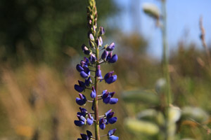 Garden of Invasive Alien Species, Big Leaf Lupine (Lupinus polyphyllus), 2013