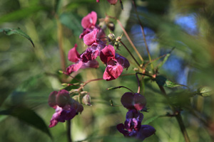 Garden of Invasive Alien Species, Himalayan balsam (Impatiens glandulifera), 2013