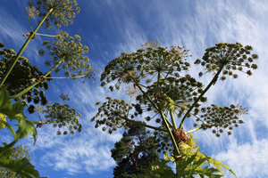 Garden of Invasive Alien Species, Persian Hogweed (Heracleum persicum), 2013