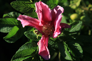 Garden of Invasive Alien Species, Japanese Rose (Rosa rugosa), 2013