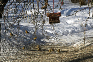 Still capture of Spectacle for Birds