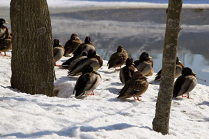 Still capture of Spectacle for Birds